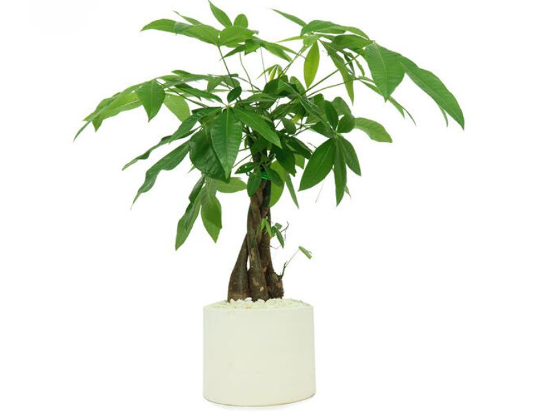 Bonsai Kim Ngân
