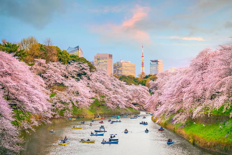 Vườn quốc gia Shinjuku Gyoen là nơi ngắm hoa anh đào lý tưởng