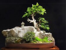 Tất tần tật về Bonsai