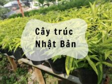 Tìm hiểu về cây trúc Nhật Bản