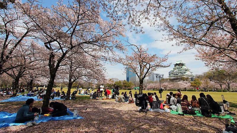 Công viên Thành Osaka là địa điểm lý tưởng để ngắm hoa anh đào nở mùa xuân