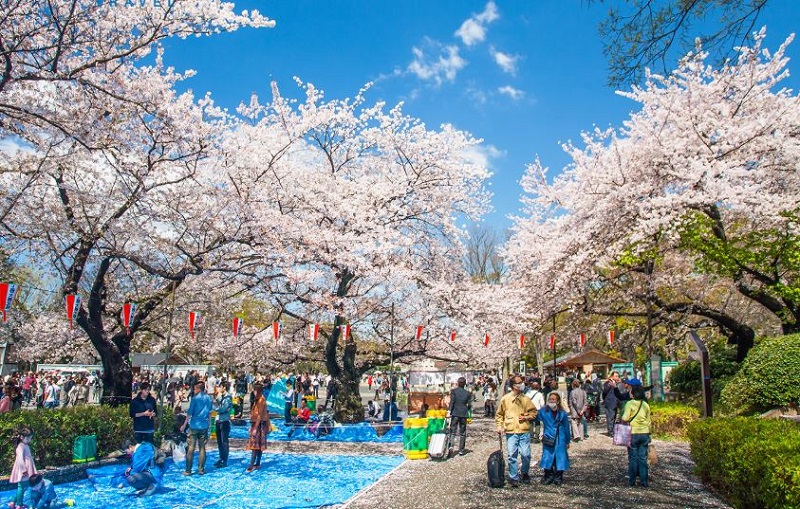 Tiệc picnic cùng bạn bè, gia đình tại công viên Ueno
