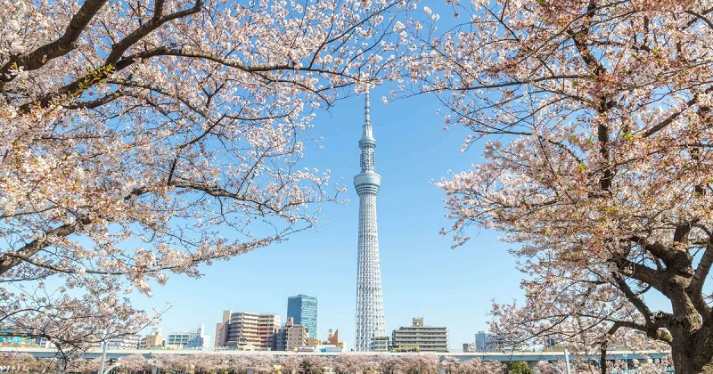 Tháp Tokyo Skytree là điểm thăm quan hấp dẫn tại Tokyo