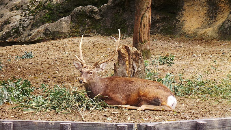 Tennoji Zoo với hàng trăm cá thể động vật hoang dã hấp dẫn du khách
